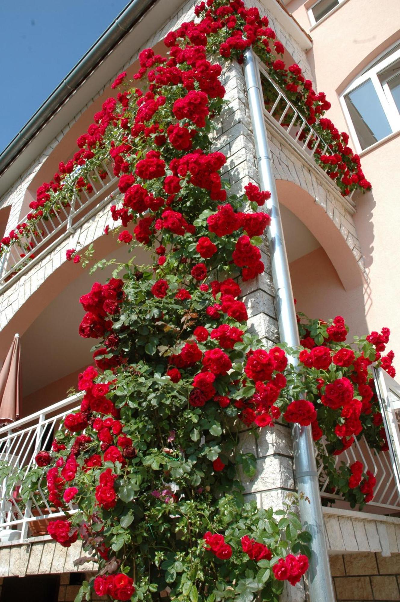House Maric Apartment Porec Exterior photo